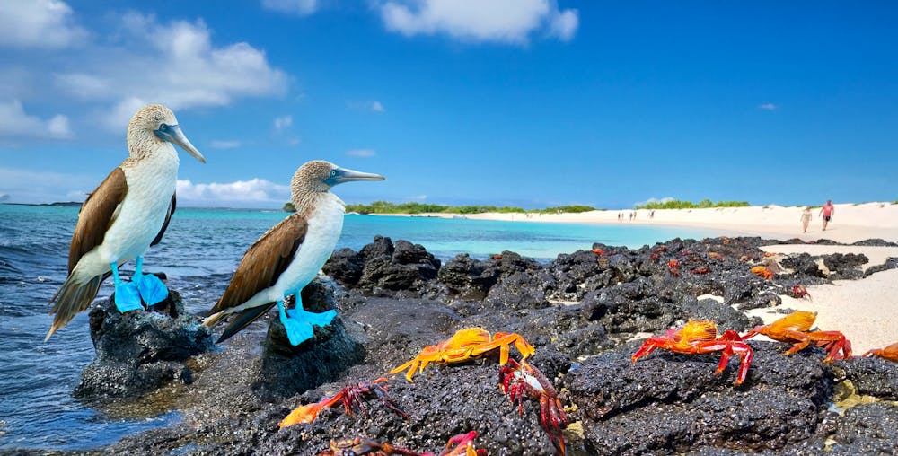 Blaufußtölpel und rote Klippenkrabbe &ndash; &copy; Adwo - stock.adobe.com & Eberhardt TRAVEL