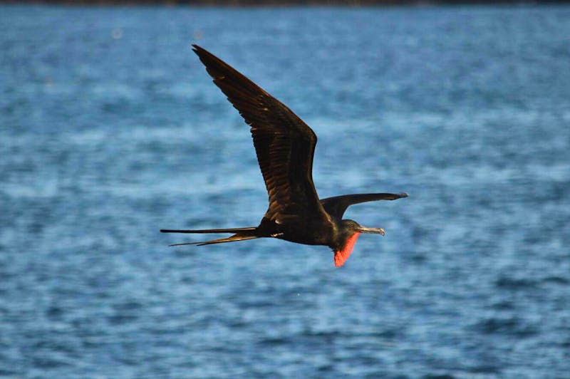 Fregattvogel vor der Küste der Insel Floreana - &copy;Dr. Hubert Lücker - Eberhardt TRAVEL