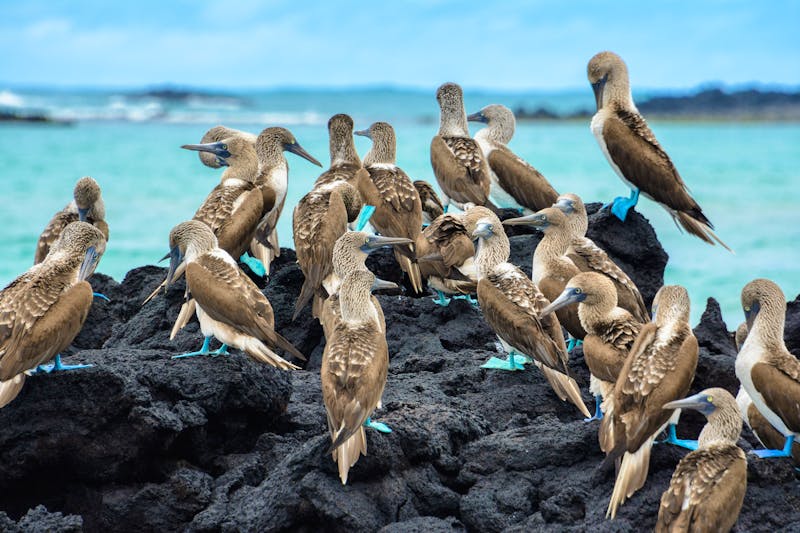 Eine Gruppe Blaufußtölpel auf der vulkanischer Felsenlandschaft der Galápagos-Archipel - &copy;Noradoa - stock.adobe.com