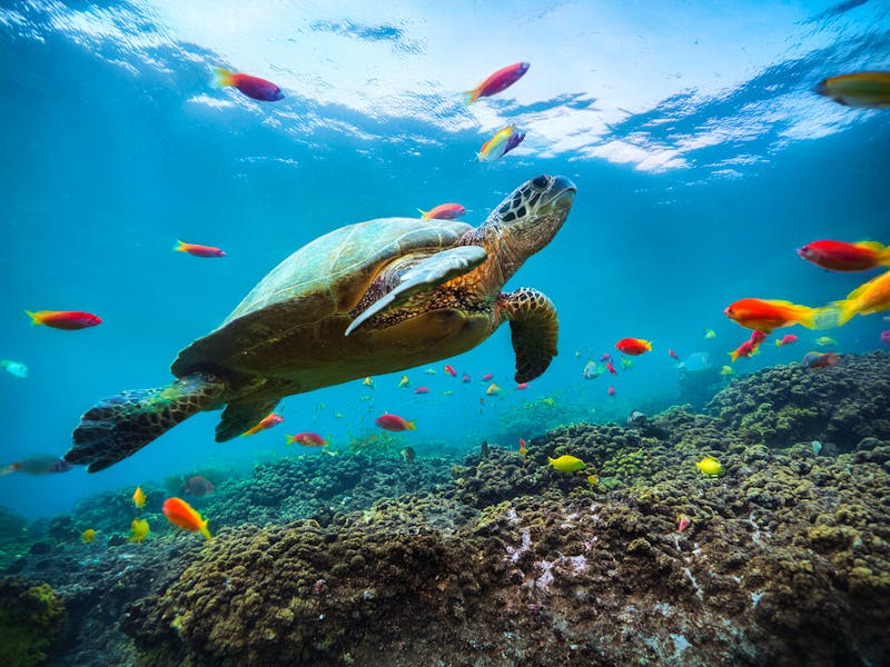 Meeresschildkröte vor der Küste der Insel Isabela - &copy;Alexander Reitter - stock.adobe.com