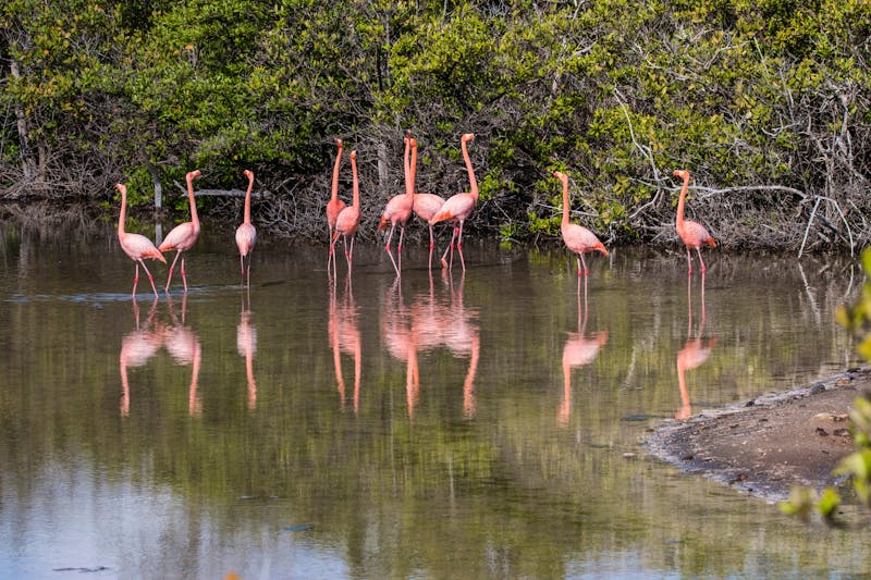 Pinke Flamingos in einer Salzlagune - &copy;Hodossy - stock.adobe.com