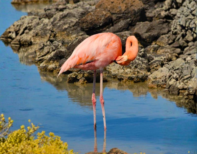 Flamingo in der Salzlagune - &copy;Dr. Hubert Lücker - Eberhardt TRAVEL