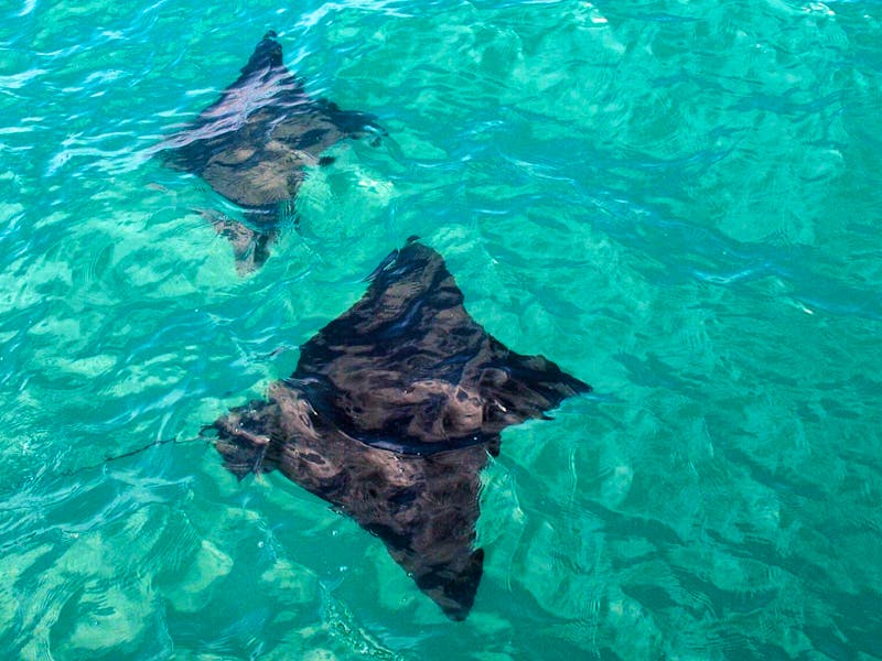 Rochen in der Bucht vor Las Tintoreras - &copy;Frederike Leynen - Eberhardt TRAVEL