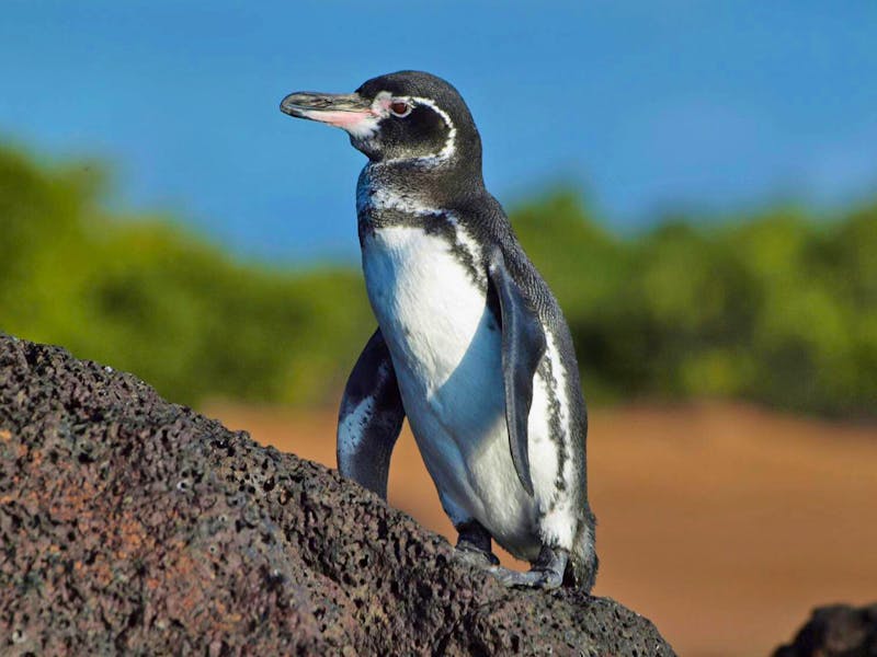 Pinguin auf den Vulkanfelsen von Las Tintoreras - &copy;Frederike Leynen - Eberhardt TRAVEL