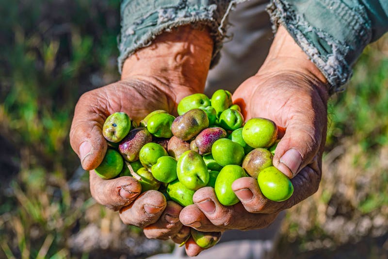 Oliven - &copy;SobrevolandPatagonia - stock.adobe.com