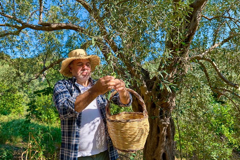 Olivenbauer - &copy;Caterina Trimarchi - stock.adobe.com