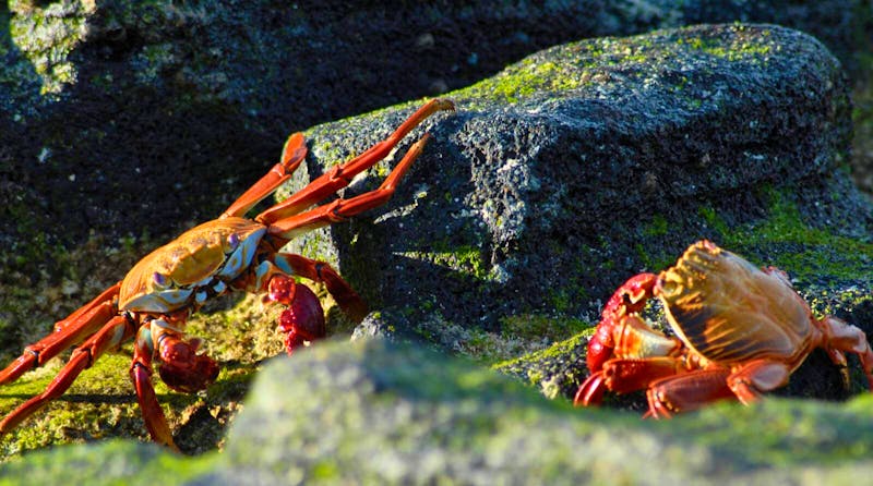 Lavakrabben zwischen den Felsen - &copy;Dr. Hubert Lücker - Eberhardt TRAVEL