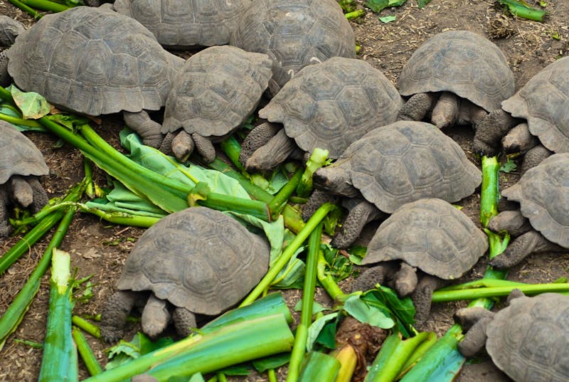 Aufzuchtstation der Riesenschildkröten - &copy;Dr. Hubert Lücker - Eberhardt TRAVEL