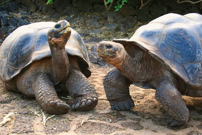 Zwei Galápagos-Riesenschildkröten im Arnaldo-Tupiza-Schildkrötenzuchtzentrum - &copy;Astrid Kunath - Eberhardt TRAVEL