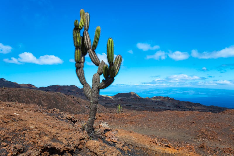 Blick vom Vulkan Sierra Negra - &copy;sunsinger - stock.adobe.com