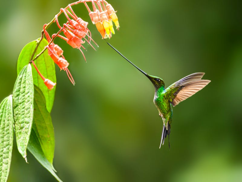 Schwertschnabelkolibri mit seinem außergewöhnlich langen Schnabel - &copy;FotoRequest - stock.adobe.com