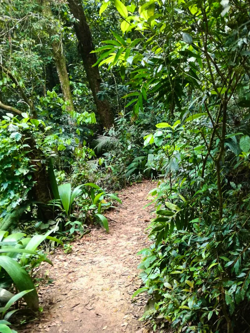 Rio de Janeiro Tijuca-Wald  - &copy;Philip Seidel - Eberhardt TRAVEL