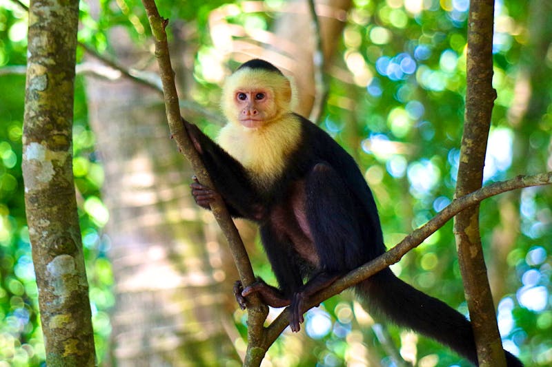 Kapuzineraffe im Tijuca-Wald - &copy; Astrid Fuhse - Eberhardt TRAVEL