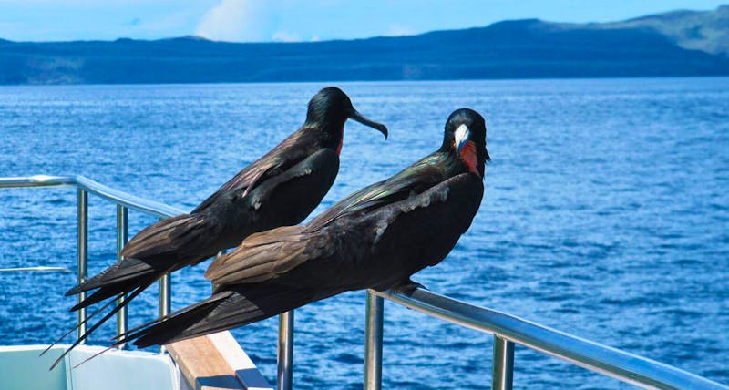 Fregattvögel auf dem Schiff - &copy; Annette Weise - Eberhardt TRAVEL