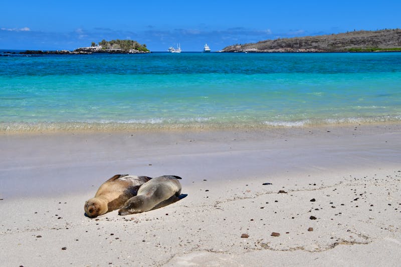 Seelöwen am Strand, Galápagos - &copy;germanlorenzo1966@gmail.com