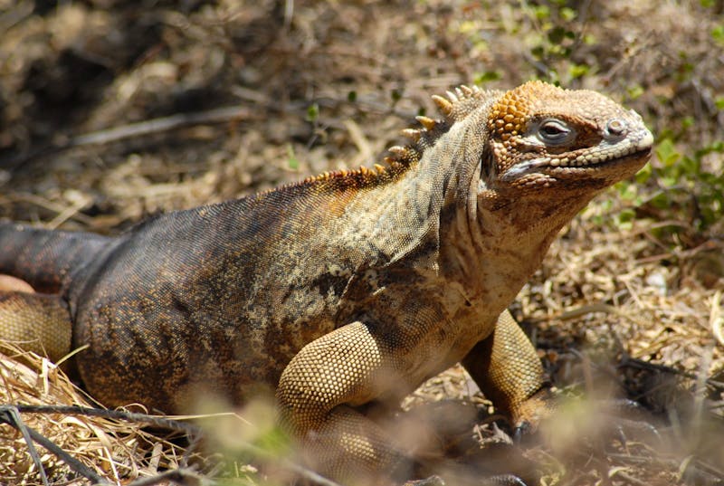 Ein Galápagos-Landleguan in der kargen Vulkanlandschaft der Inseln - &copy;Dr. Hubert Lücker - Eberhardt TRAVEL