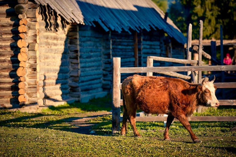 Kalb im Heimu-Dorf in Xinjiang, China - &copy;Yungtao Chang - stock.adobe.com