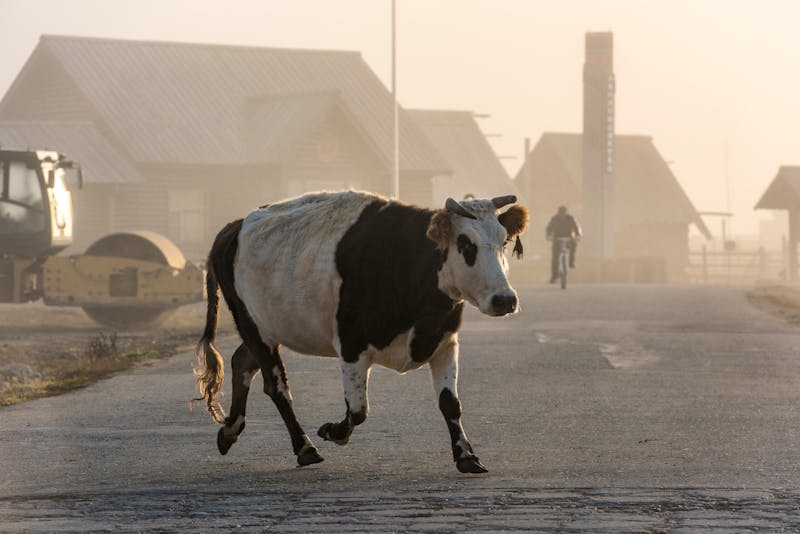 Rind im Heimu-Dorf in Xinjiang, China - &copy;hrui - stock.adobe.com