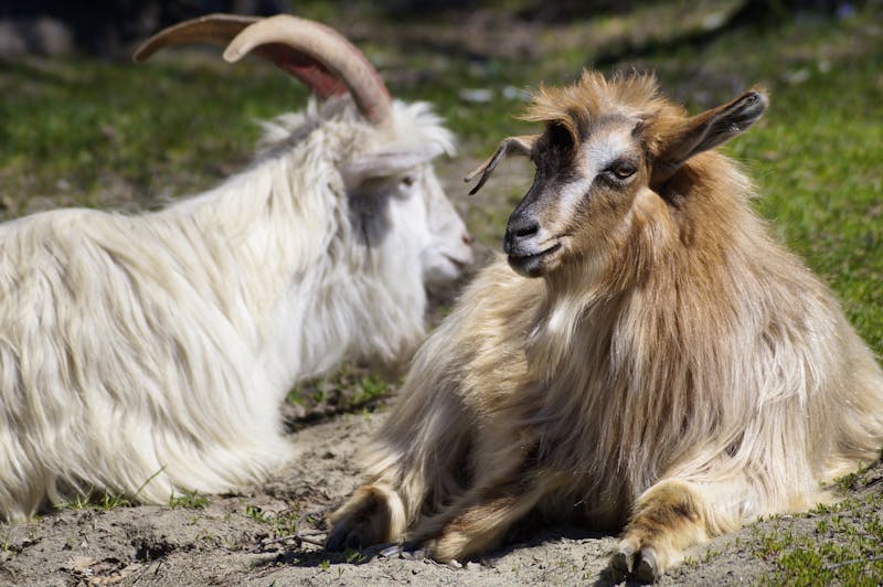 Ziegen im Heimu-Dorf in Xinjiang, China - &copy;© Ludo Kuipers, all rights reserved