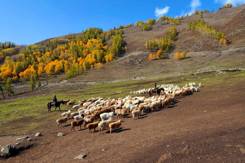 Herde im Heimu-Dorf in Xinjiang, China - &copy;hxdyl - stock.adobe.com