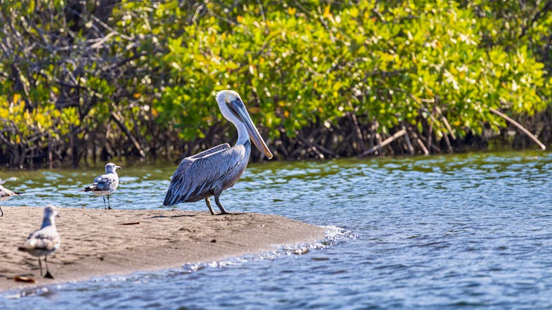 Braunpelikan im Juan Venado Naturschutzgebiet - &copy;Hilda Weges - stock.adobe.com