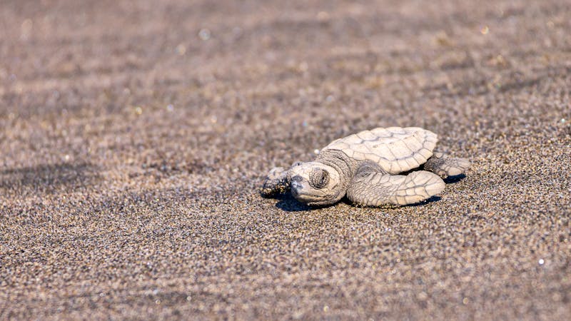 Frisch geschlüpfte Echte Karettschildkröte im Juan Venado Naturschutzgebiet - &copy;Hilda Weges - stock.adobe.com