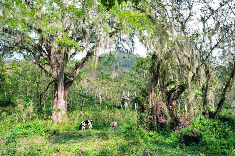 Wald nahe Matagalpa in Nicaragua - &copy;travelphotos - stock.adobe.com