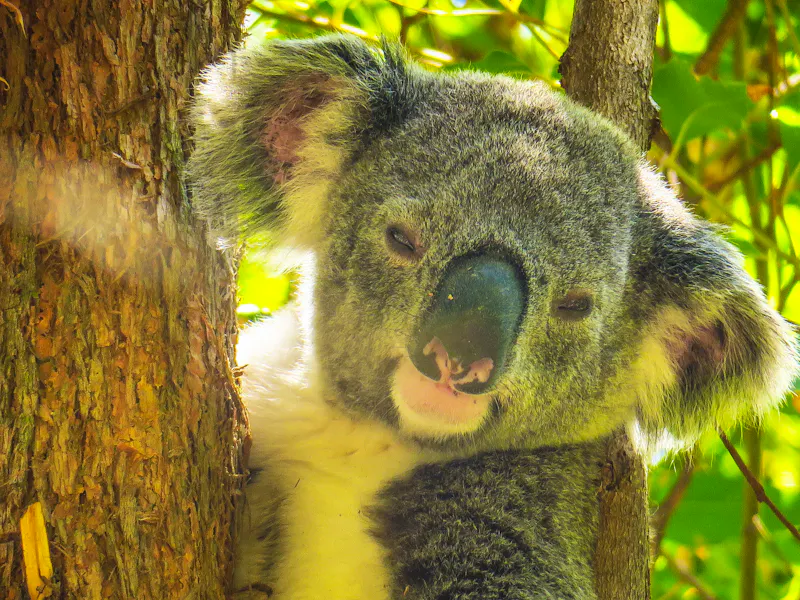 Koala im Noosa-Nationalpark - &copy;Kevin - stock.adobe.com