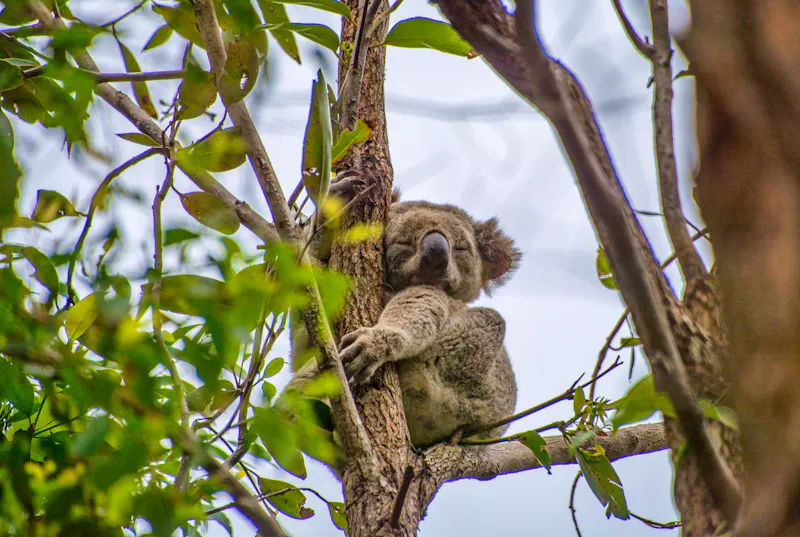 Koala im Noosa-Nationalpark - &copy;Mark Hunter - stock.adobe.com