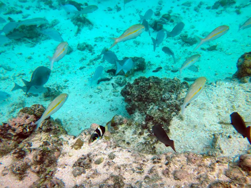 Unterwasserwelt vor Mystery Island - Vanuatu im Südpazifik - &copy;lifeofriley - stock.adobe.com