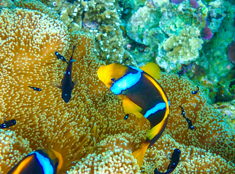 Clownfisch beim Schnorcheln vor Vanua Levu Island  - &copy;Luis - stock.adobe.com