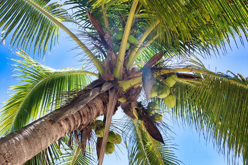 Kokospalme auf der Fidschi-Insel Dravuni - &copy;Paul James Bannerman - stock.adobe.com