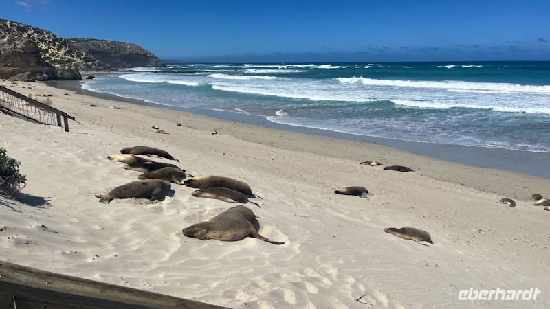 Australische Seelöwen an der Seal Bay - Kangaroo Island - &copy;Valentin Meyer-Plath - Eberhardt TRAVEL