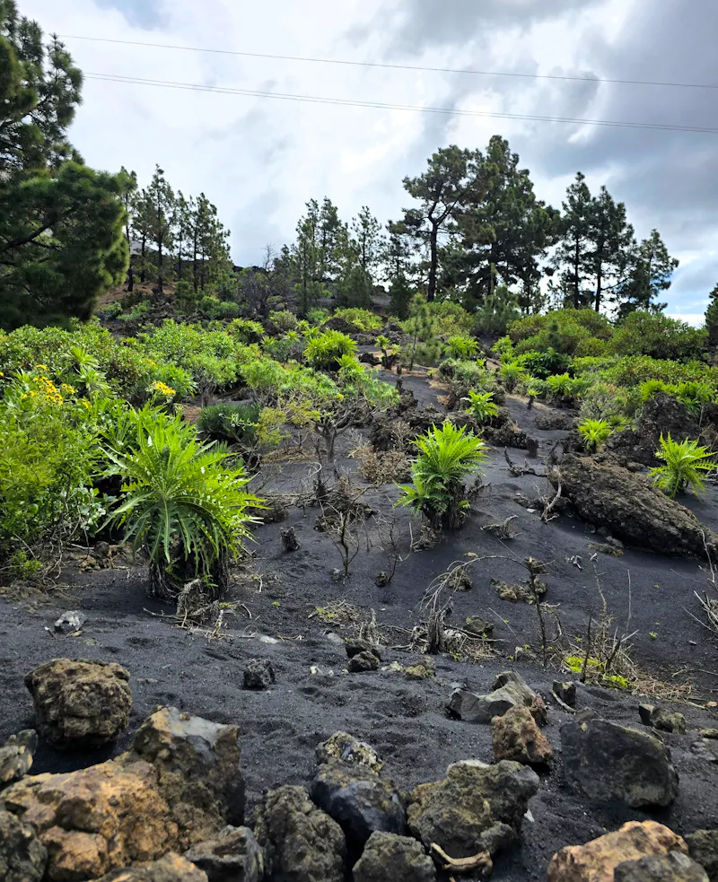 Vulkan Tajogaite, La Palma - &copy;Katrin Jähne - Eberhardt TRAVEL