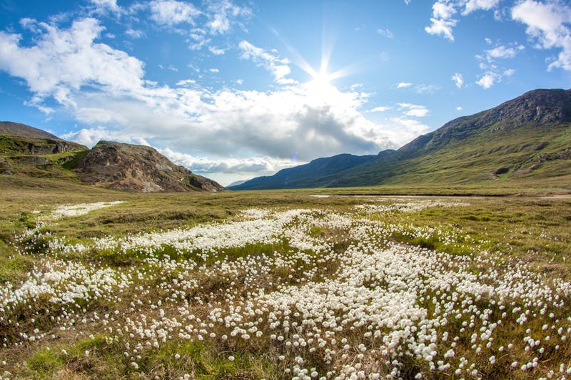 Tundra in Sommer in Grönland - &copy;Erik Klietsch - stock.adobe.com