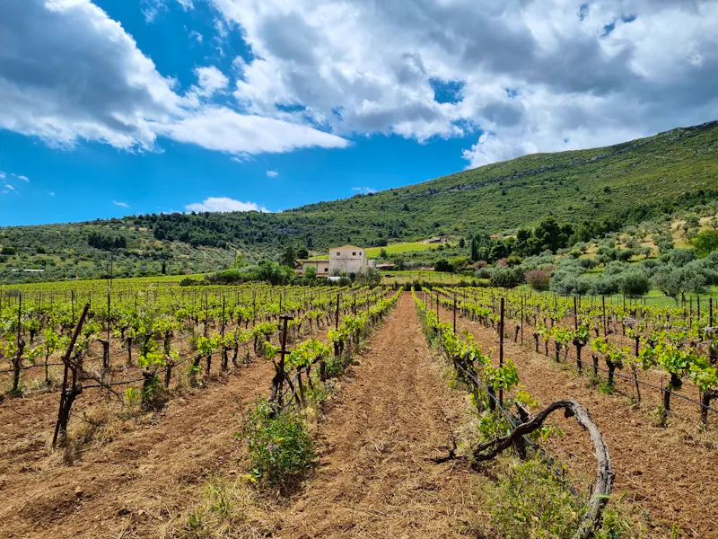 Weinanbau in Makedonien - Griechenland - &copy;Katrin Deutschbein - Eberhardt TRAVEL