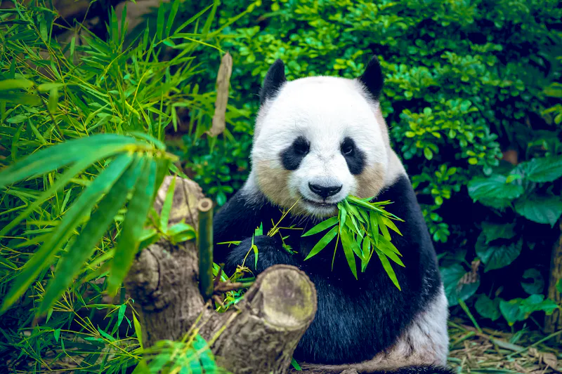 Großer Panda beim Fressen von Bambusblättern  - &copy;Goinyk - stock.adobe.com