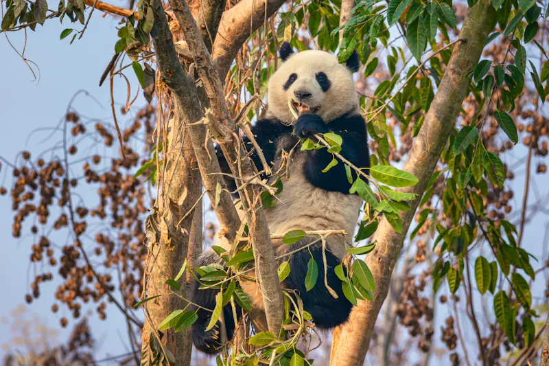 Großer Panda beim Fressen von Bambusblättern auf einem Baum - &copy;SIMANG - stock.adobe.com