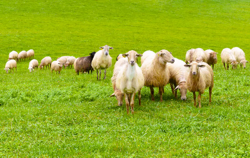 Schafzucht im Baskenland - &copy;Poliki - stock.adobe.com