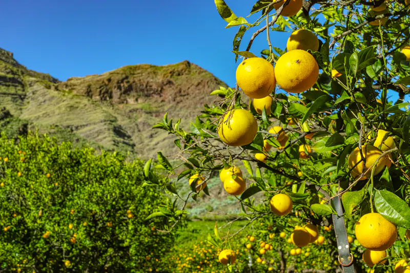Orangenbäume im Agaete-Tal auf Gran Canaria - &copy;barmalini - stock.adobe.com