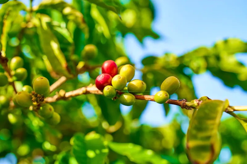 Kaffee-Anbau im Tal von Agaete - &copy;marako85 - stock.adobe.com
