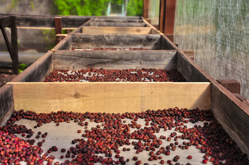 Kaffee-Plantage auf Gran Canaria - &copy;michalrosak - stock.adobe.com