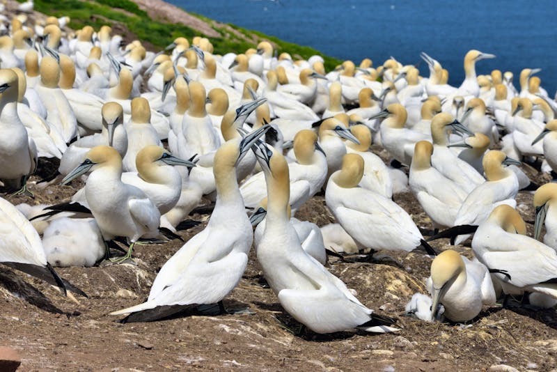 Basstölpel-Kolonie auf der Île Bonaventure - Québec, Kanada - &copy;Dany - stock.adobe.com