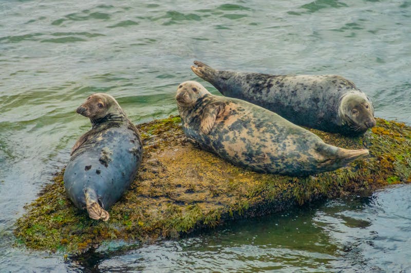 Robben bei Bonaventure Island vor der Gaspésie Halbinsel - &copy;Luis - stock.adobe.com
