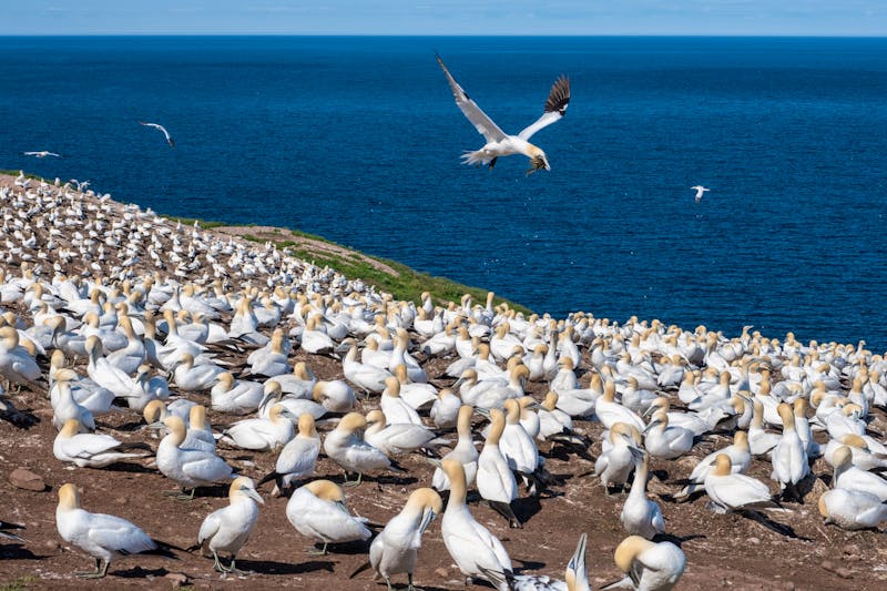 Basstölpel-Kolonie auf der Île Bonaventure - Québec, Kanada - &copy;Michel - stock.adobe.com