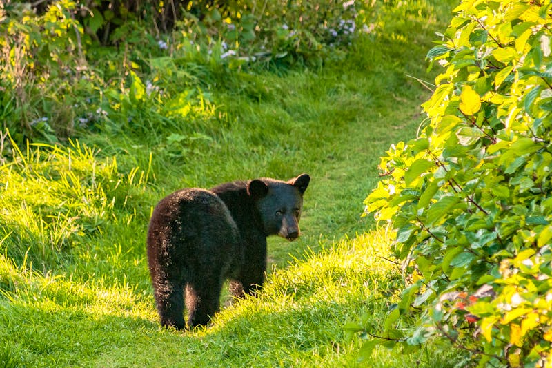 Bär im Forillon Nationalpark - Halbinsel Gaspésie - &copy;Louis-Michel DESERT - stock.adobe.com