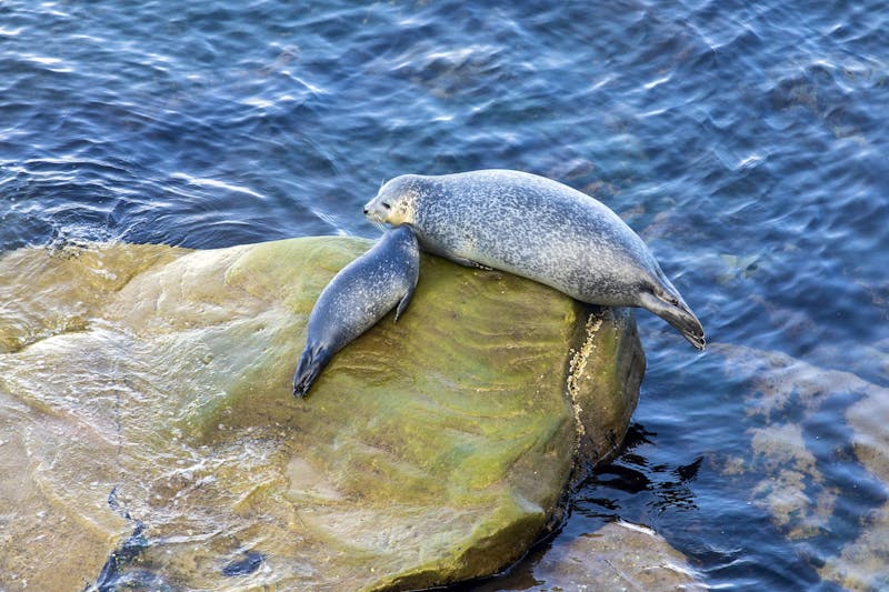 Robben im Forillon Nationalpark - Halbinsel Gaspésie - &copy;Philippe Henry/imageBROKER - stock.adobe.com