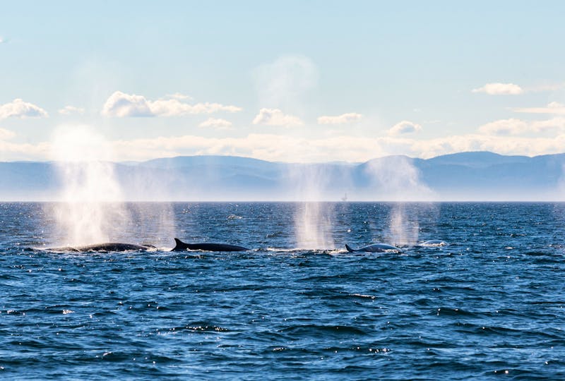 Wale im Sankt-Lorenz-Strom bei Tadoussa - &copy;Emmanuelle Arth - stock.adobe.com