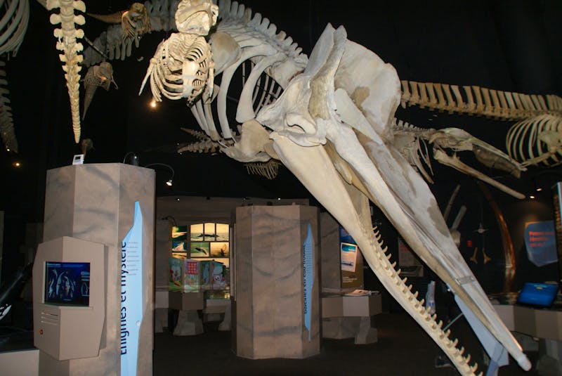 Tadoussac Walmuseum - &copy;Susanne Schirmann - Eberhardt TRAVEL