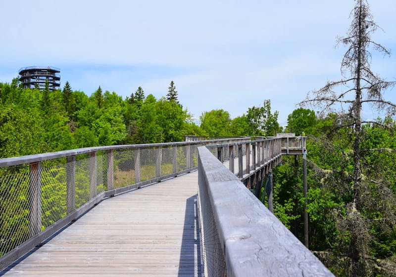 Baumkronenpfad in den Laurentian Mountains in Quebec - &copy;skyf - stock.adobe.com